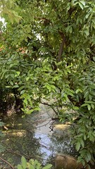 water flowing in the forest