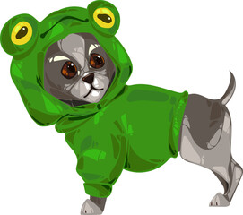 little cute gray chihuahua puppy in froggy coat doggy fashion clipart