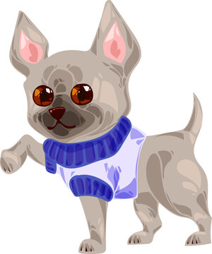 cute little gray chihuahua puppy in a sweater doggy fashion clipart