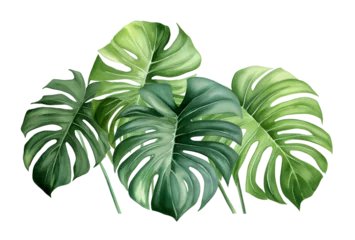 Papier Peint photo Autocollant Monstera watercolor vector Set of tropical leaves. Variety. Ornamental plants. Banana leaves. Transparent background