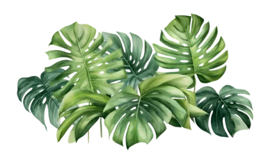 Papier Peint photo Monstera watercolor vector Set of tropical leaves. Variety. Ornamental plants. Banana leaves. Transparent background
