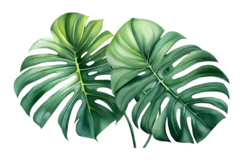 Tapeten Monstera watercolor vector Set of tropical leaves. Variety. Ornamental plants. Banana leaves. Transparent background