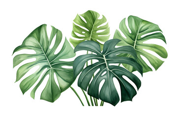 Fototapeta na wymiar watercolor vector Set of tropical leaves. Variety. Ornamental plants. Banana leaves. Transparent background