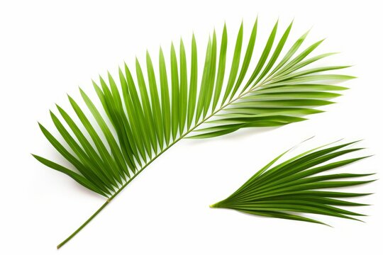 Green leaf of palm tree on white background, Generative AI 