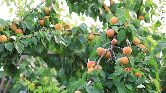 Apricots about to ripen, North China