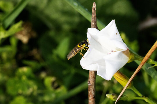 Hover fly or syrphid fly (family Syrphidae) resting on a white wildflower  isolated on a natural English garden background