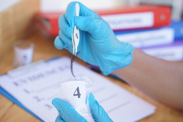 Selective focus on hands of criminologist  holds a tweezers and hair of murder victim to analyze...