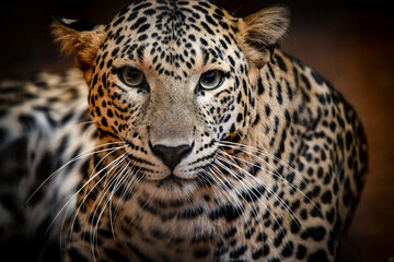 close up of leopard