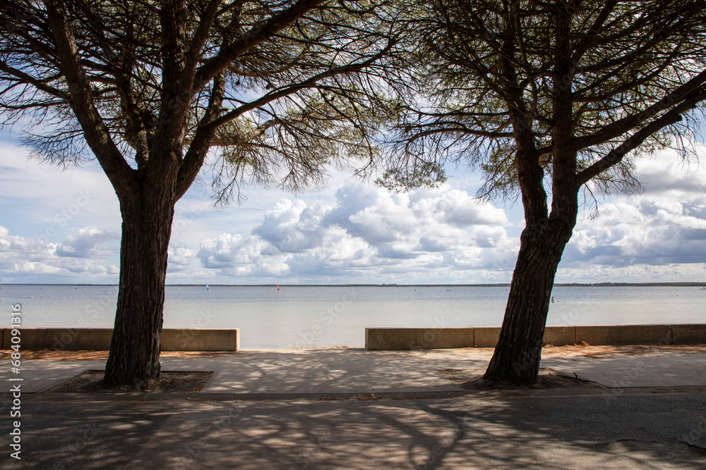 Wall mural landscape of access to the beach between two pine trees with the sea on the horizon