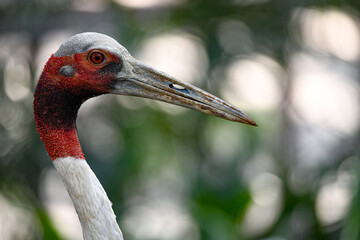 red crowned crane