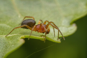 spider inhabiting on the leaves of wild plants