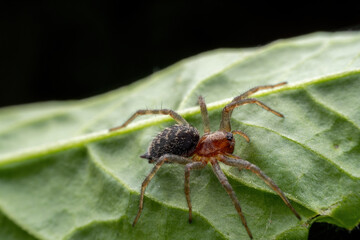 spider inhabiting on the leaves of wild plants