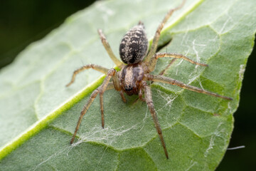 spider inhabiting on the leaves of wild plants