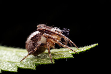 spider inhabiting on the leaves of wild plants
