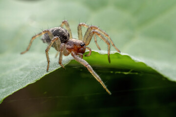 spider inhabiting on the leaves of wild plants