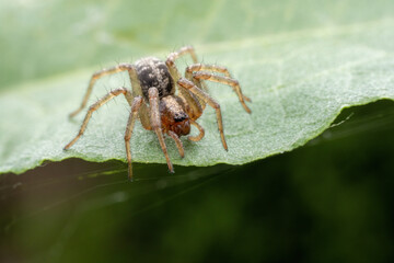 spider inhabiting on the leaves of wild plants