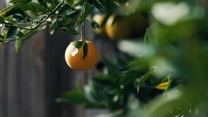 Ripe oranges growing on fruit tree