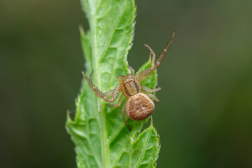 Crab spiders inhabit the leaves of wild plants and wait for prey