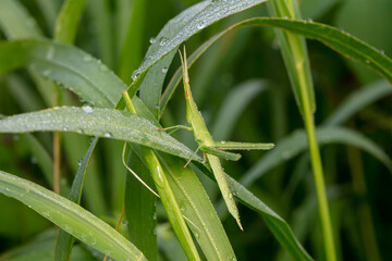 Swordhorn locust inhabiting on the leaves of wild plants
