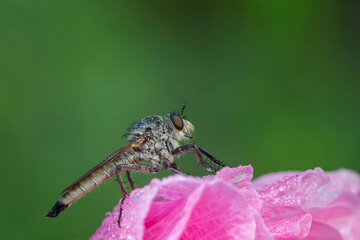 robber flies inhabiting on the leaves of wild plants