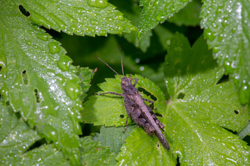 locust inhabiting on the leaves of wild plants
