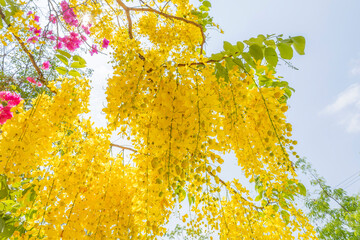 Golden Shower, Cassia Fistula, Purging Cassia, Indian Laburnum, or Pudding-Pipe Tree. Southeast Asia Tropical Yellow Flower tree - obrazy, fototapety, plakaty