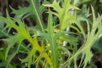 Mountain lettuce in its wild state