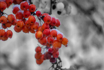 Red berries in the snow