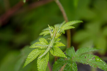 locust inhabiting on the leaves of wild plants