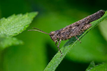 locust inhabiting on the leaves of wild plants