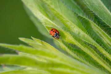 Hippodamia variegata inhabits the leaves of wild plants
