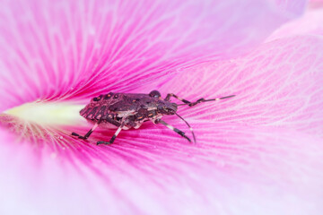 Halyomorpha halys inhabiting on the leaves of wild plants
