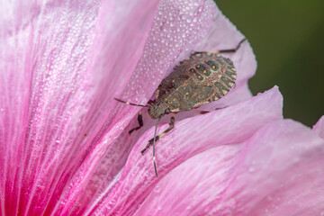 Halyomorpha halys inhabiting on the leaves of wild plants
