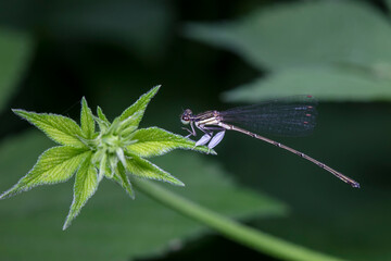 damselfly inhabiting on the leaves of wild plants