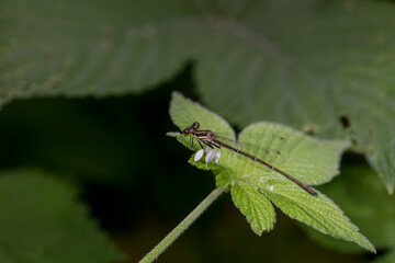 damselfly inhabiting on the leaves of wild plants