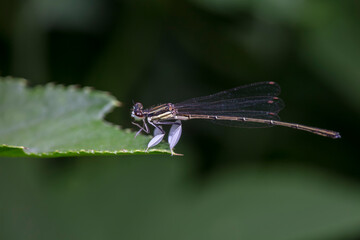 damselfly inhabiting on the leaves of wild plants
