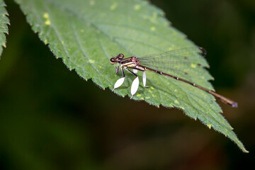damselfly inhabiting on the leaves of wild plants