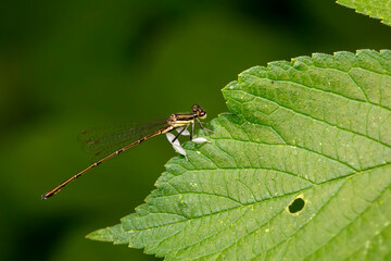 damselfly inhabiting on the leaves of wild plants