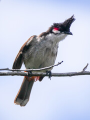 Portrait of a red Whiskered Bulbul bird perching in natural environment looking at camera 