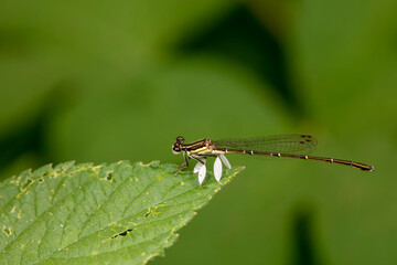 damselfly inhabiting on the leaves of wild plants