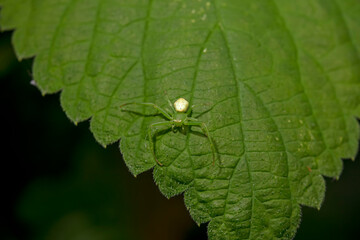 Crab spiders inhabit the leaves of wild plants and wait for prey