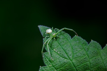 Crab spiders inhabit the leaves of wild plants and wait for prey