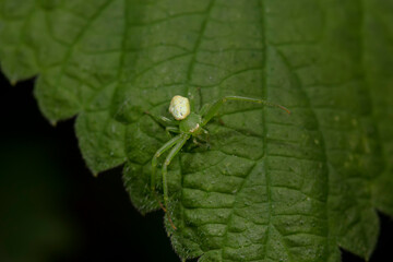 Crab spiders inhabit the leaves of wild plants and wait for prey
