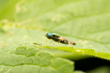 stratiomyiid inhabiting on the leaves of wild plants