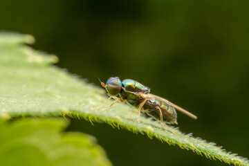 stratiomyiid inhabiting on the leaves of wild plants