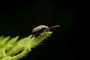 flea beetle inhabiting on the leaves of wild plants