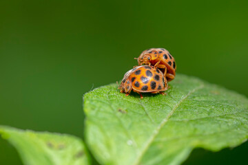henosepilachna vigintioctomaculata mating on wild plant leaves