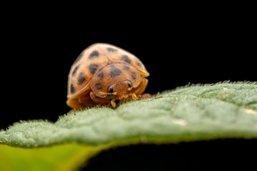 henosepilachna vigintioctomaculata Inhabiting on the leaves of wild plants