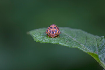 henosepilachna vigintioctomaculata Inhabiting on the leaves of wild plants
