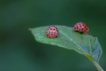 henosepilachna vigintioctomaculata Inhabiting on the leaves of wild plants